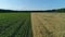 Aerial drone footage. Low flight over two field, wheat and corn fields