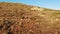 Aerial drone footage of Nevada desert mining remains