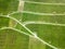 Aerial drone image of vineyard in summer time