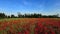 Aerial Drone - Landscape over a poppy field in spring