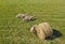 Aerial drone perspective view on sheep herd grazing in the meadow with hay bale