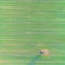 Aerial drone photo of green country field with row lines and tree. Top view.