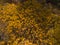 Aerial drone photo - Yellow leaves of Aspen trees, Colorado Rocky Mountains
