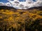 Aerial drone photo - Yellow leaves of Aspen trees, Colorado Rocky Mountains