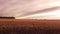 Aerial drone rise along a barbed wire fence and field of cows