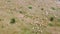 Aerial drone sheep herd feeding in mountains