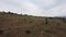 Aerial drone sheep herd feeding in mountains