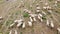Aerial drone sheep herd feeding in mountains