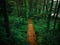 Aerial drone shot of a bridge and pathway through a lush forest.