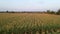 Aerial drone shot of green corn field at summer evening