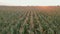 Aerial drone shot of green corn field at summer evening