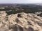 Aerial Drone Shot in The largest desert in Europe, Ukraine - Oleshky Sands with Some bushes and Pine trees. Plants in