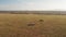 Aerial drone shot of Maasai Mara Africa Landscape Scenery of Savanna Plains and Grassland, Acacia Tr