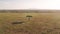 Aerial drone shot of Maasai Mara Africa Savanna, Acacia Trees, Plains and Grassland, Kenya From Abov