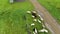 Aerial drone shot of running flock of sheep in a green meadow in Russian village