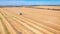 Aerial drone shot of a three combines harvesters working day in big a field. FHD