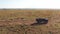 Aerial drone shot of Wildlife Photographer Driving Safari Vehicle in Maasai Mara National Reserve Sa