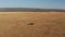 Aerial drone shot of Wildlife Photographer Driving Safari Vehicle in Maasai Mara National Reserve Sa