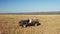 Aerial drone shot of Wildlife Photographer Driving Safari Vehicle in Maasai Mara National Reserve Sa