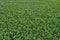 Aerial drone top down view on young green corn plants growing on cornfield