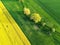 Aerial drone top view fields of rapeseed and wheat with lines on spring or summer day. Nature landscape