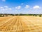Aerial drone top view of harvested mowed golden wheat field on bright summer or autumn day against vibrant blue sky on background