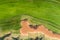 Aerial drone vibrant view of golf course in countryside, landscape field with with a rich green turf and sand bunkers summer sunny