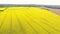 Aerial drone video clip descending over field of oilseed or rapeseed yellow flowers in the countryside