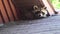 Aerial Drone Video Close Up of Raccoon on a Roof Exiting a House Through a Damaged Soffit