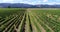 Aerial drone video of Vineyard - grape vines field for wine