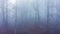 Aerial drone video of woods in misty foggy weather conditions with trees in mysterious blue woodland