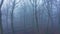 Aerial drone video of woods in misty foggy weather conditions with trees in mysterious blue woodland