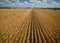 Aerial drone view above Corn Crops long rows of corn dry drought climate change