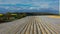 Aerial drone view of asparagus fields and yellow rapeseed fields in German countryside.