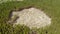 Aerial drone view of big empty hollow inside coniferous pine forest due to illegal deforestation. Climate change