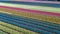 Aerial drone view of bulb fields of tulips and hyacinths in springtime, Lisse, Netherlands