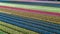 Aerial drone view of bulb fields of tulips and hyacinths in springtime, Lisse, Netherlands
