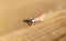 Aerial drone view: combine harvester work in wheat field on sunset