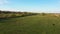 Aerial drone view of countryside landscape, zoom in. Group horses graze on a green meadow. Spring sunny day