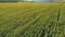 Aerial drone view of endless rows of blooming Common sunflowers in sunny day