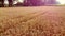 Aerial drone view flight over field ears of wheat with ripened grains in field