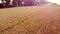 Aerial drone view flight over field ears of wheat with ripened grains in field