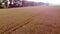 Aerial drone view flight over field wheat ears spikes with ripened grains