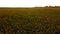 Aerial drone view flight over sunflower field on sunny summer day.