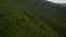 Aerial Drone view. Free range flock of sheep on a mountain pasture, Svydovets Dragobrat V2