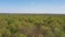 Aerial Drone view of green oak forest. Natural landscape of beautiful green environment