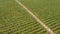 Aerial drone view of green orchard with dirt road. Theme of horticulture. Crane shot with tilt-down technique