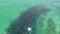 Aerial drone view of group of mobula rays swimming in the ocean