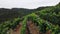 Aerial drone view of high elevation hillside vineyards in Ribeira Sacra