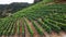 Aerial drone view of high elevation hillside vineyards in Ribeira Sacra